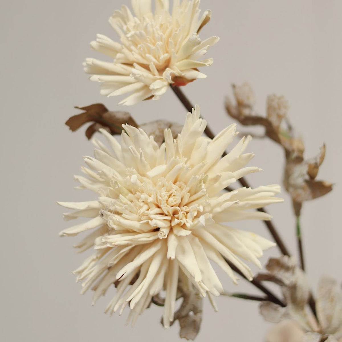 Real Touch Dahlia Spray - Cream