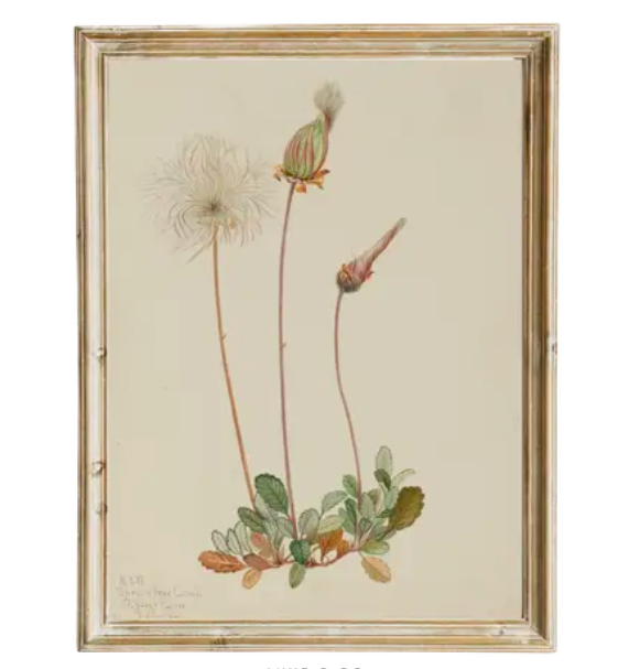 Vintage Framed Print - Dandelion Botanical